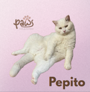 PAWS-Cat-Sticker1-10