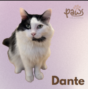 PAWS-Cat-Sticker1-26