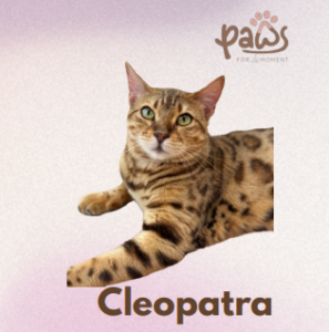 PAWS-Cat-Sticker1-37