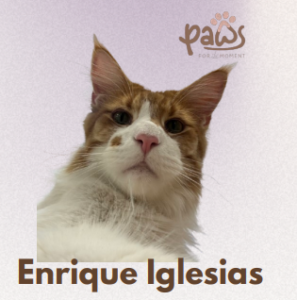 PAWS-Cat-Sticker2-05