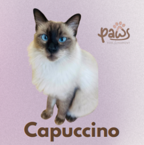 PAWS-Cat-Sticker2-30