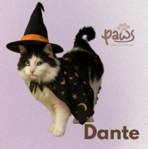 PAWS-Cat-Sticker5-05
