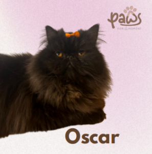 PAWS-Cat-Sticker6-33