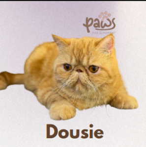 PAWS-Cat-Sticker6-38