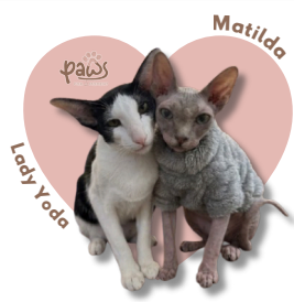 PAWS-Cat-Sticker6-55