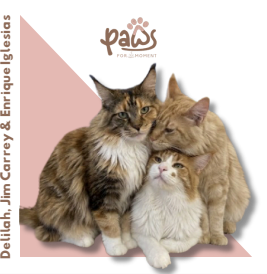 PAWS-Cat-Sticker7-03