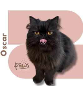 PAWS-Cat-Sticker7-21
