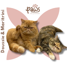 PAWS-Cat-Sticker7-28