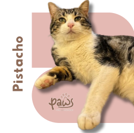 PAWS-Cat-Sticker7-43