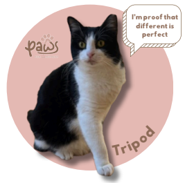 PAWS-Cat-Sticker7-50
