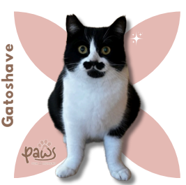 PAWS-Cat-Sticker8-29