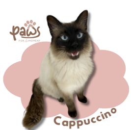 PAWS-Cat-Sticker8-36