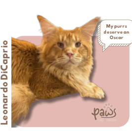 PAWS-Cat-Sticker8-43
