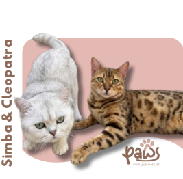 PAWS-Cat-Sticker8-53