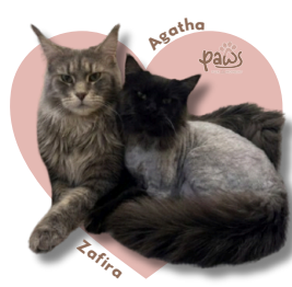 PAWS-Cat-Sticker8-57