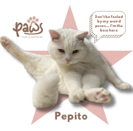 PAWS-Cat-Sticker9-14