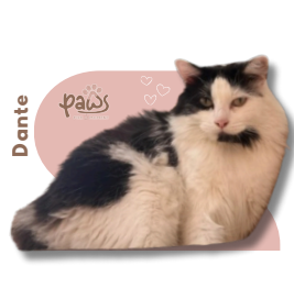 PAWS-Cat-Sticker9-31