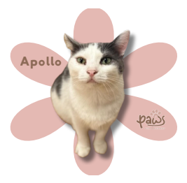 PAWS-Cat-Sticker9-39