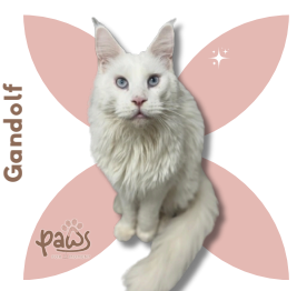 PAWS-Cat-Sticker9-48